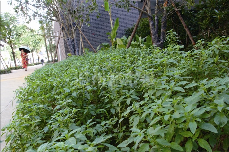 綠化帶不種花草種中藥 溫州首條中醫藥街落戶南塘