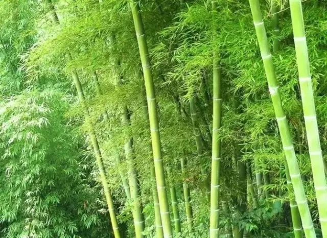 26種竹類植物整理（上）