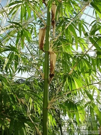 26種竹類植物整理（上）