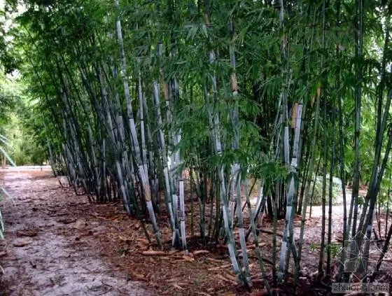 26種竹類植物整理（上）