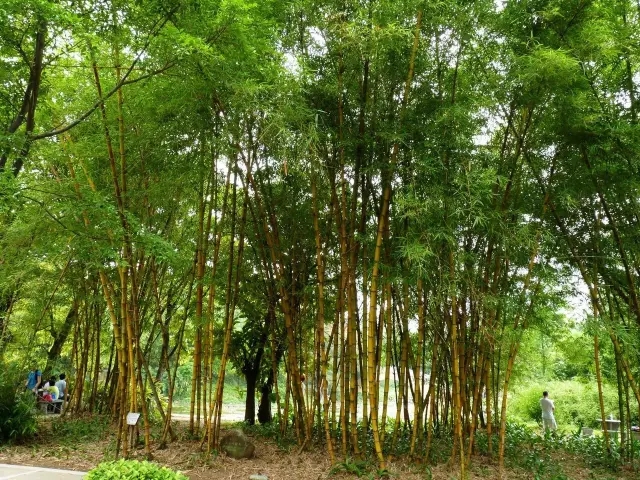 26種竹類植物整理（上）