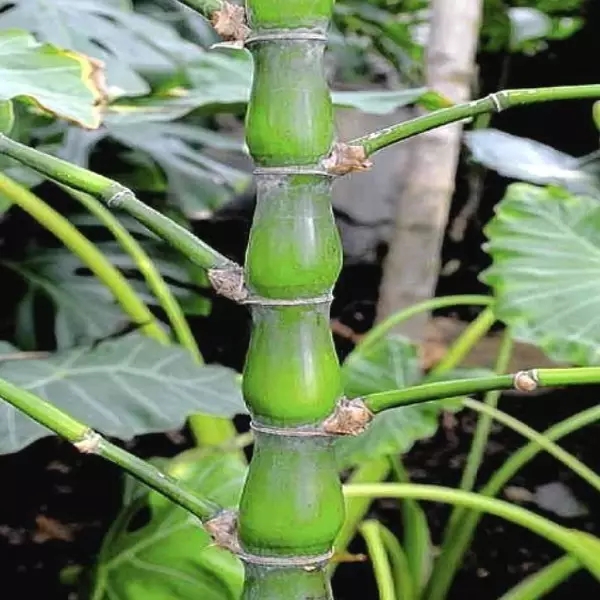 26種竹類植物整理（上）