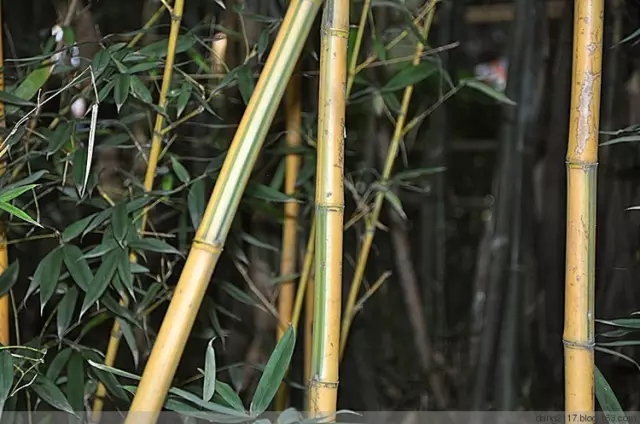 26種竹類植物整理（上）