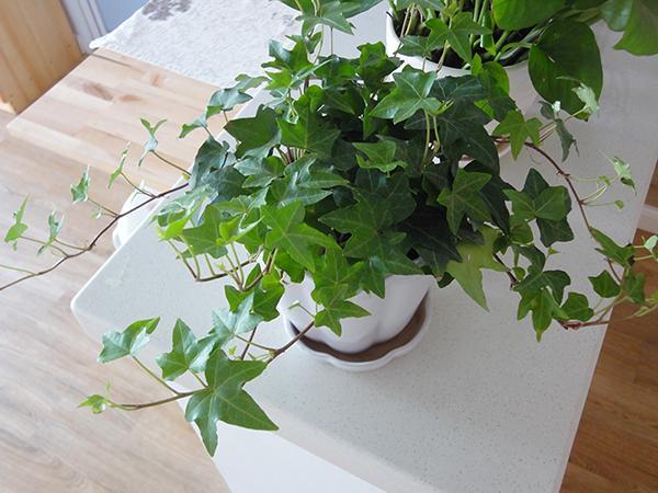 可除室內(nèi)甲醛的八種植物