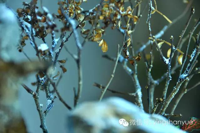 墨爻盆景作品：片片互玲瓏，飛揚玉漏終。——《山澗小雪》