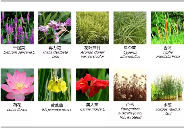 河道景觀植物搭配你知道嗎？