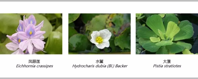 河道景觀植物搭配你知道嗎？