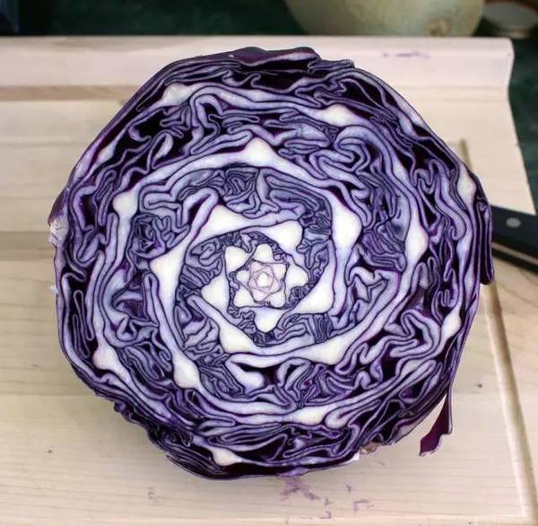 15張圖片展示植物中的數(shù)學(xué)