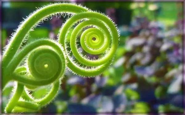 15張圖片展示植物中的數學