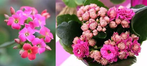 斐波那契花菜，植物也有數(shù)學秘密