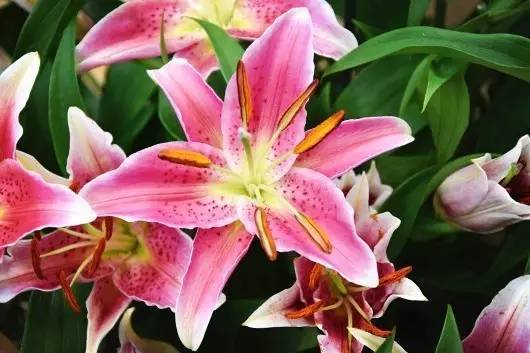 斐波那契花菜，植物也有數(shù)學秘密