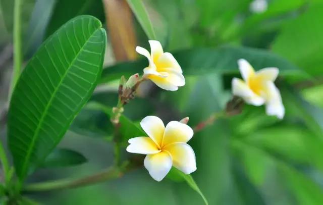這些以“雞”為名的植物你認識幾個？