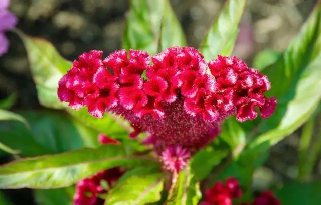 這些以“雞”為名的植物你認識幾個？