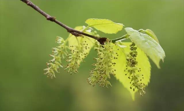 這些以“雞”為名的植物你認識幾個？