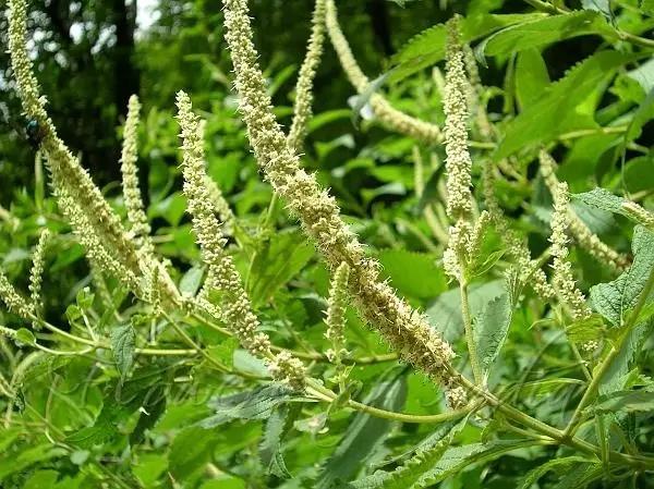 這些以“雞”為名的植物你認識幾個？