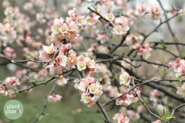 六種你不能錯(cuò)過的早春開花的最美灌木