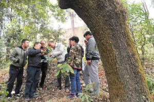 昆明市西山林場發現百歲古樹群落
