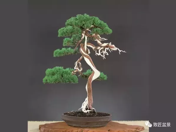 盆景知識：栽培與養(yǎng)護(hù)的九個要素