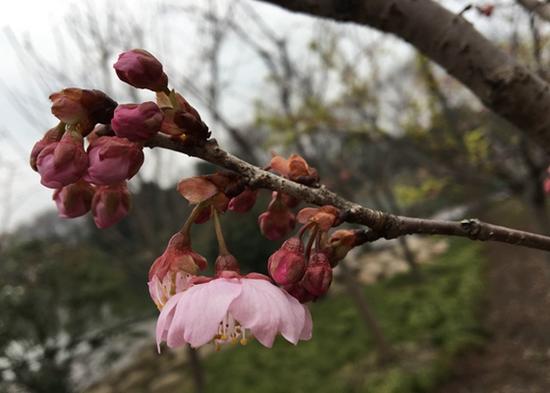 上海植物園發(fā)布3月上旬花訊
