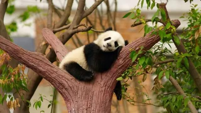 中國第一個國家公園，就要“滾滾”而來啦！
