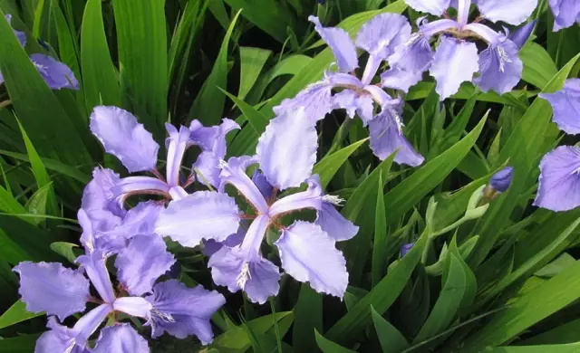 這些美麗卻危險(xiǎn)的花木，注意保持距離！