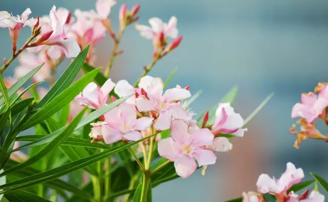 這些美麗卻危險(xiǎn)的花木，注意保持距離！