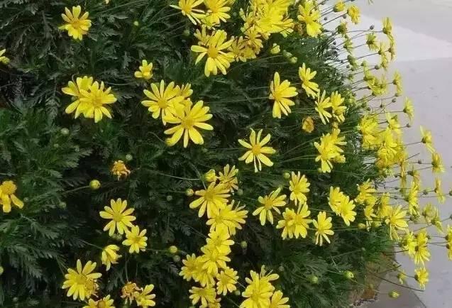 認(rèn)識植物：這些常見的園林植物你認(rèn)識嗎？