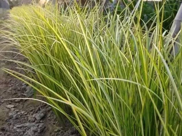 認(rèn)識植物：這些常見的園林植物你認(rèn)識嗎？