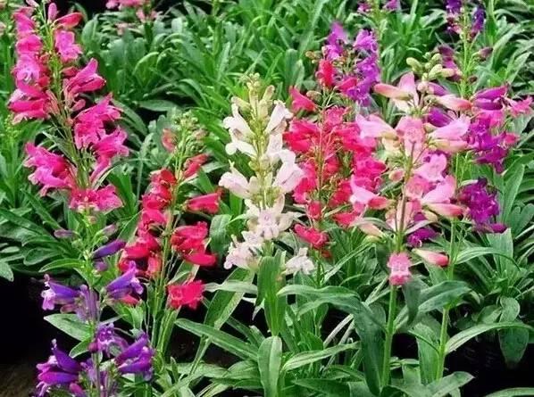 認(rèn)識植物：這些常見的園林植物你認(rèn)識嗎？