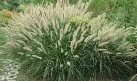 認(rèn)識植物：這些常見的園林植物你認(rèn)識嗎？