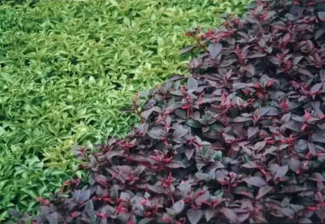 認(rèn)識(shí)植物：這些常見的園林植物你認(rèn)識(shí)嗎？