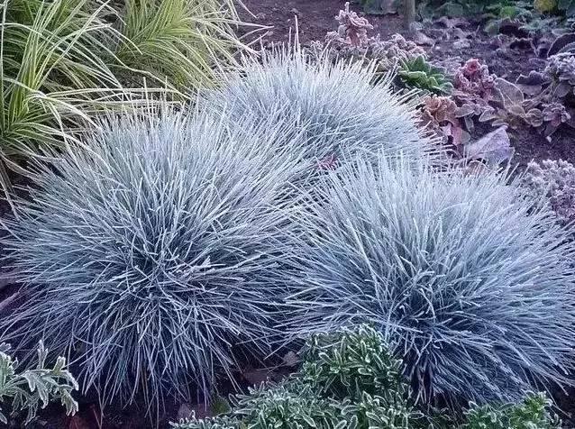 認(rèn)識(shí)植物：這些常見的園林植物你認(rèn)識(shí)嗎？