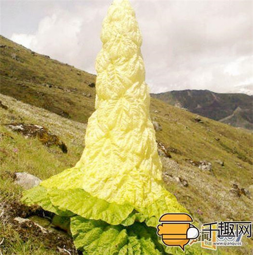 塔黃：植物界長得像大白菜的“九層妖塔”
