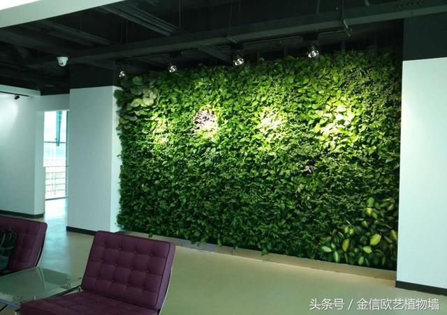 植物墻如何給城市降溫，遏制熱島效應(yīng)呢？