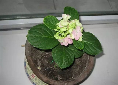居家養(yǎng)花如何控制花卉植物的花期？