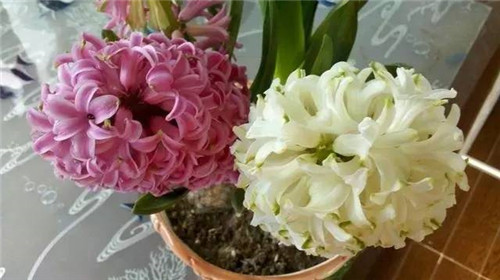 居家養(yǎng)花如何控制花卉植物的花期？