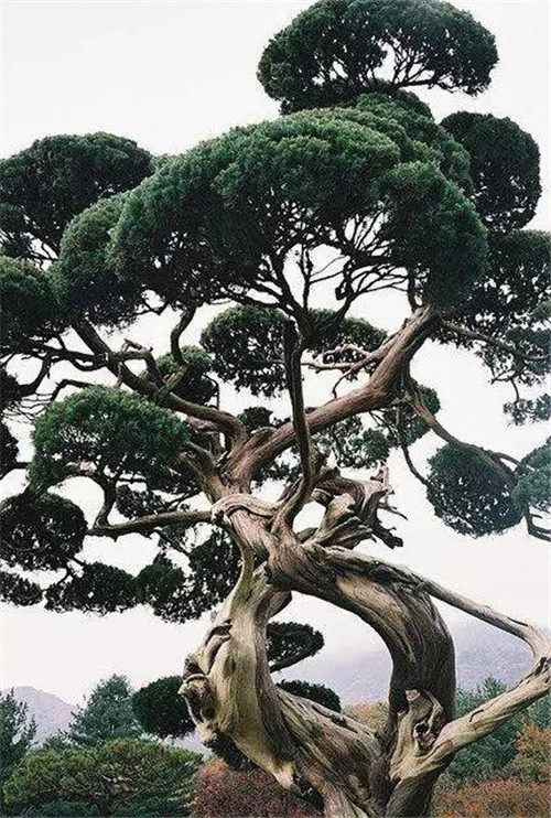 這些造型植物簡(jiǎn)直逆天了！