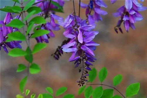 北方的夏花——花木藍(lán)
