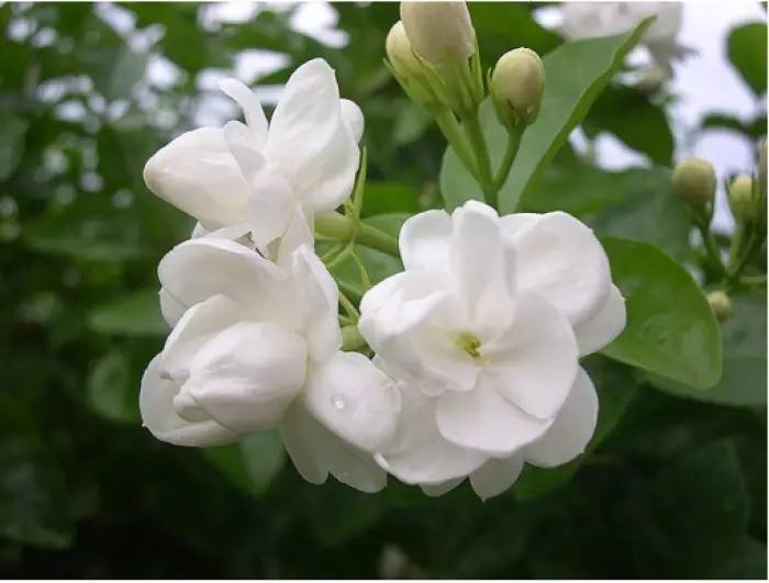 在公園經(jīng)常能見到的花卉