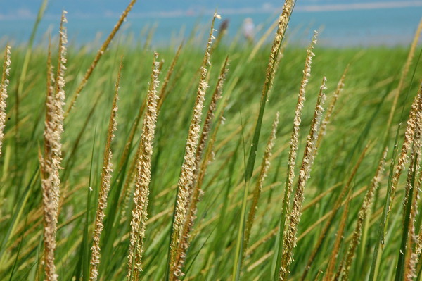 美洲草本植物“入侵”濱海新區(qū)治理修復(fù)濕地