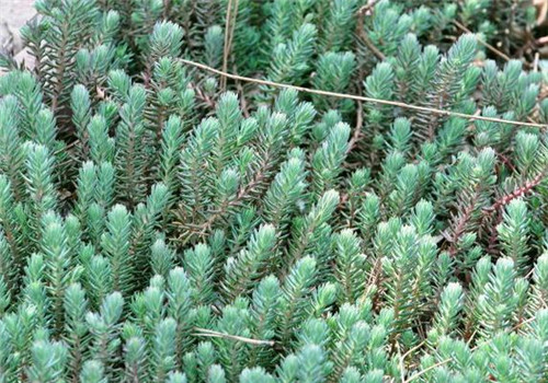 北方地區屋頂綠化常用植物（地被類）