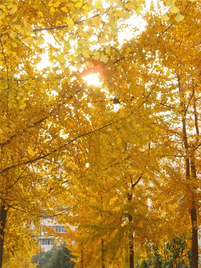 未來十年大規(guī)格喬木和彩葉苗木都不會(huì)過時(shí)