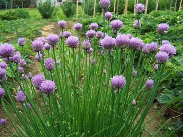 建造蜜蜂友好型城市的10種城市植物選擇