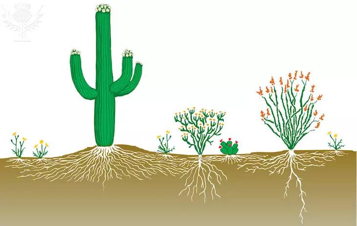 種植仙人掌科多肉植物該用什么土？