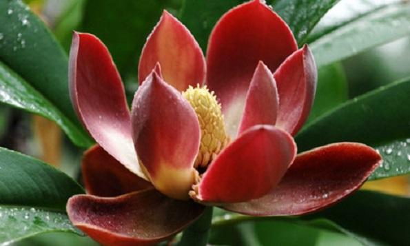 國(guó)家珍稀瀕危、Ⅲ級(jí)保護(hù)植物——紅花木蓮