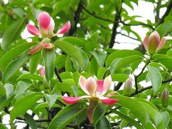 國(guó)家珍稀瀕危、Ⅲ級(jí)保護(hù)植物——紅花木蓮