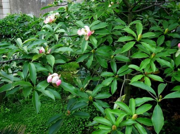 國(guó)家珍稀瀕危、Ⅲ級(jí)保護(hù)植物——紅花木蓮