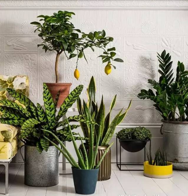 光線不好也能養的植物，給你推薦這10種