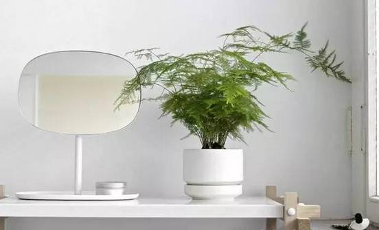 光線不好也能養的植物，給你推薦這10種