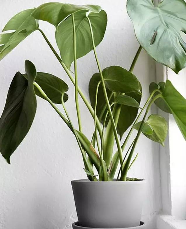 光線不好也能養的植物，給你推薦這10種